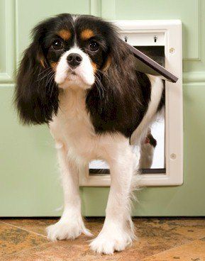 PetSafe Plastic Dog Door